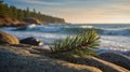 Peaceful Pine Branch on Rocky Coast at Sunset Royalty Free Stock Photo