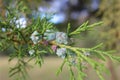 Pine branch with seeds close angle