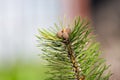 Pine branch with small bumps