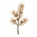 Pine Branch with Small Cones Isolated on White Background Royalty Free Stock Photo