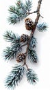 Pine Branch with Snow and Cones on White Background for Winter Holiday Decor Royalty Free Stock Photo