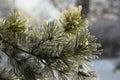 Pine branch in the snow Royalty Free Stock Photo