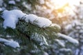 Pine branch in the snow on a sunny day. Winter and christmas background Royalty Free Stock Photo