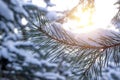 Pine branch in the snow on a sunny day. Winter and christmas background Royalty Free Stock Photo