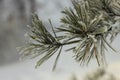 Pine branch in the snow Royalty Free Stock Photo