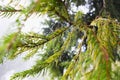 Pine branch and spider web with raindrops Royalty Free Stock Photo