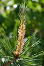 Pine branch with strobile, closeup