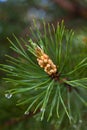 Pine branch with strobile