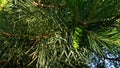 Pine branch in the sun. Selective focus. Pine needles in summer in macro.