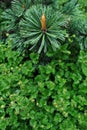 Pine branch texture close up with new brown bud, top view on green leaves Royalty Free Stock Photo