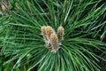 Pine branch texture closeup with new brown buds, top view Royalty Free Stock Photo