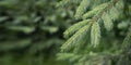 Pine branch & twig. Young green sprouts fir tree twig needles. Pine branch sprouts on coniferous background