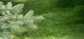 Pine branch & twig. Young green sprouts fir tree twig needles. Pine branch sprouts on coniferous background