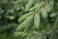 Pine branch & twig. Young green sprouts fir tree twig needles. Pine branch sprouts on coniferous background