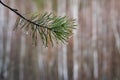 Pine branch with water drops on needles, spruce after rain