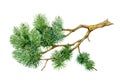 Pine branch watercolor illustration. Hand drawn realistic green spruce element. Beautiful evergreen tree part. Natural