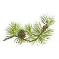 Pine branch whit pinecones vector illustration Royalty Free Stock Photo