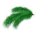 Pine branch Royalty Free Stock Photo