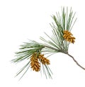Pine branch on white