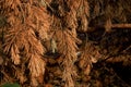 Pine branch with yellowed needles lying under a tree