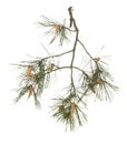 Pine branch with young cones isolated on white background.