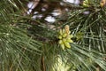 Pine branch young cones macro. Young green sprouts pine tree needles. Fresh grow mountain pine twig sprouts, fir branch Royalty Free Stock Photo