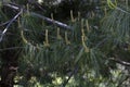 Pine branch young cones macro. Young green sprouts pine tree needles. Fresh grow mountain pine twig sprouts, fir branch Royalty Free Stock Photo