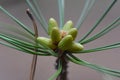 Pine branch with young green cones close-up on blurred background Royalty Free Stock Photo