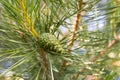 Pine branch with young green cones close-up Royalty Free Stock Photo