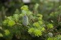 pine branch with young green cones