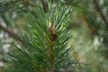 Pine branch with a young growing cone on the background of pine branches, closeup, soft focus Royalty Free Stock Photo