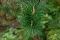 Pine branch with young shoots Royalty Free Stock Photo