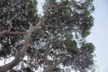 Pine branches against the sky