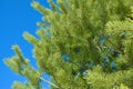 Pine branches on a background of blue sky