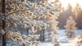 Golden Sunlight on Snow-Covered Pine Branches Winter Forest Royalty Free Stock Photo