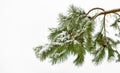 The pine branches bent under the weight of the snow. Royalty Free Stock Photo