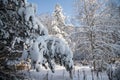 The pine branches bent under the weight of the snow. Winter forest landscape.Horizontal orientation Royalty Free Stock Photo