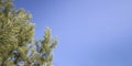 Pine branches on clear blue sky creating calm natural background with copy space Royalty Free Stock Photo