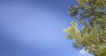 Pine branches on clear blue sky creating calm natural background with copy space Royalty Free Stock Photo