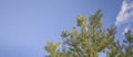 Pine branches on clear blue sky creating calm natural background with copy space Royalty Free Stock Photo