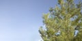Pine branches on clear blue sky creating calm natural background with copy space Royalty Free Stock Photo