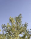 Pine branches on clear blue sky creating calm natural background with copy space Royalty Free Stock Photo