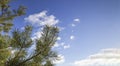 Pine branches on clear blue sky creating calm natural background with copy space Royalty Free Stock Photo