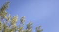 Pine branches on clear blue sky creating calm natural background with copy space Royalty Free Stock Photo