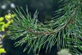 Pine branches close-up in the background light Royalty Free Stock Photo
