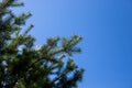 Pine branches close-up shot. pine branches on the blue sky background. Copy space. Pine tree on sunny day Royalty Free Stock Photo