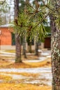 Pine branches close-up on a winter day Royalty Free Stock Photo