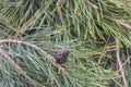 Pine branches with cone