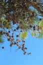 Pine branches and cones in the blue sky Royalty Free Stock Photo