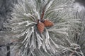 Pine branches with cones covered with hoarfrost Royalty Free Stock Photo